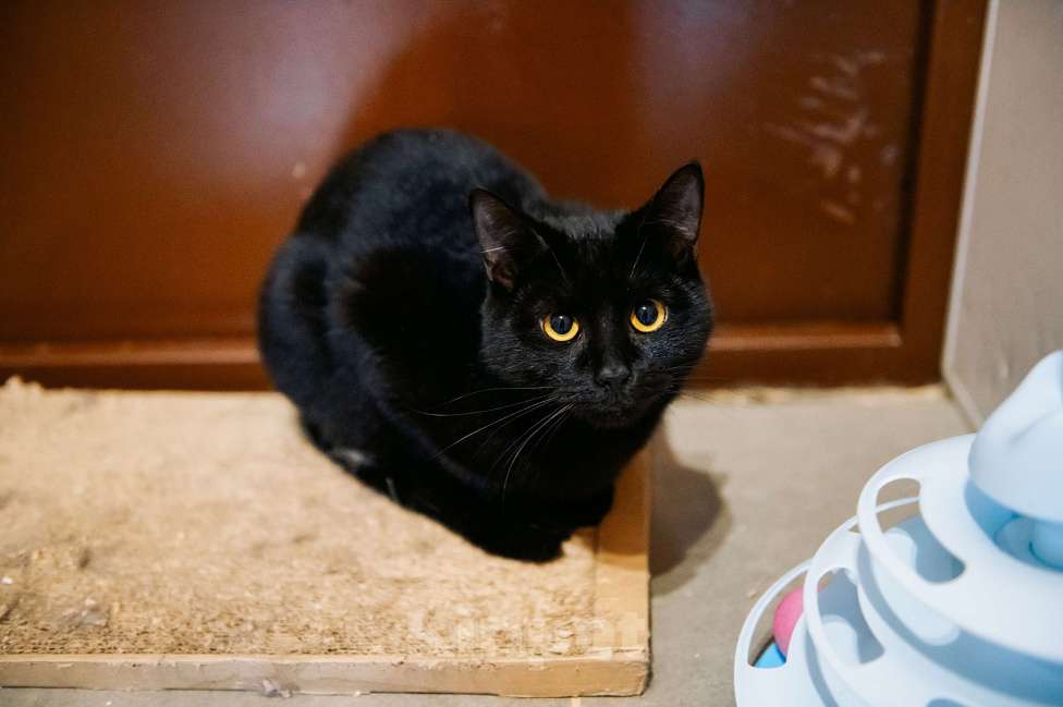 Кошки в других городах Московской области: Сардина - утонченный котик Мальчик, Бесплатно - фото 4