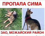 Собаки в Москве: Пропала собака Девочка, Бесплатно - фото 2