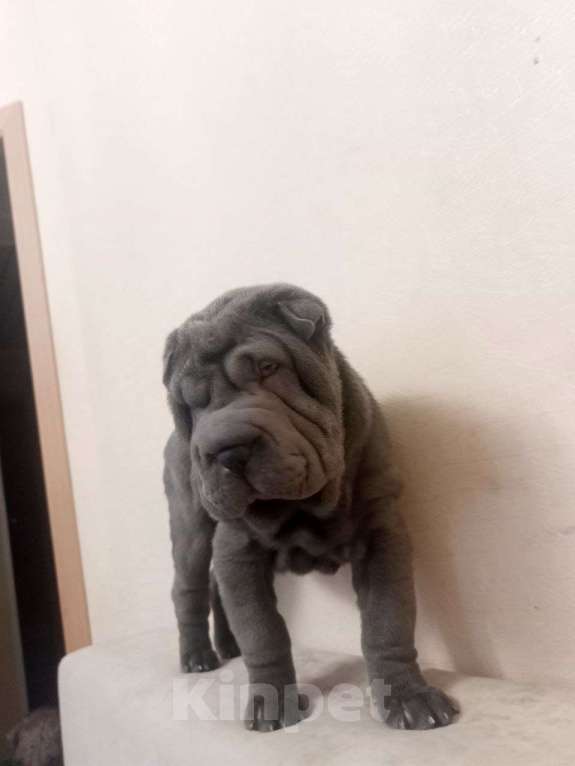 Собаки в Омске: Шарпей, щенок Девочка, Бесплатно - фото 4