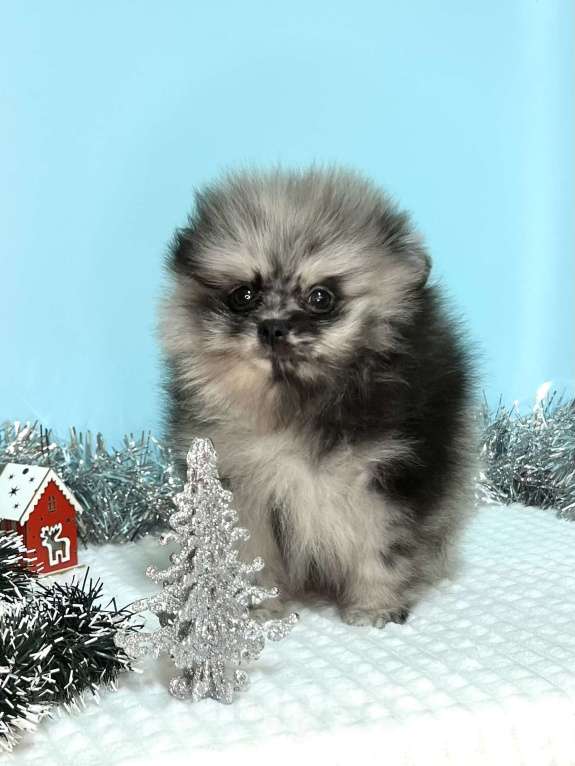 Собаки в Туле: Щенок мраморный шпиц Мальчик, 35 000 руб. - фото 3