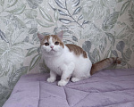 Кошки в Москве: Шотландский короткошерстный котенок Девочка, 45 000 руб. - фото 1