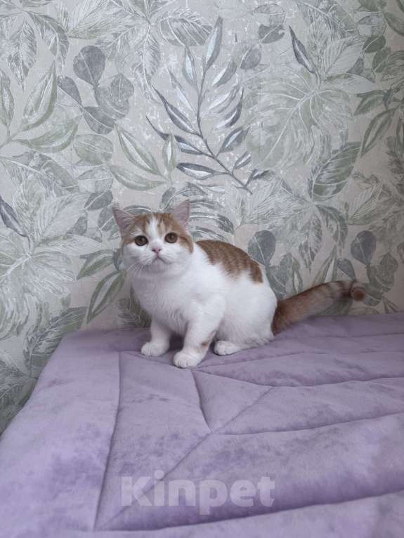 Кошки в Москве: Шотландский короткошерстный котенок Девочка, 45 000 руб. - фото 1