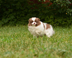 Собаки в Подольске: Бело - коричневая девочка шпица Девочка, Бесплатно - фото 2