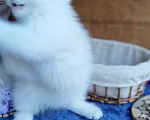 Кошки в Москве: Британский котенок мальчик шиншилла колор-пойнт Мальчик, 15 000 руб. - фото 7