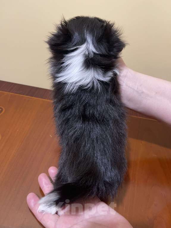 Собаки в других городах Московской области: Чихуахуа клубная девочка Девочка, 75 000 руб. - фото 4