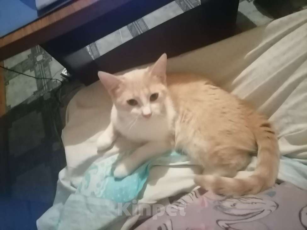 Кошки в Курске: срочно отдам прекрасную добрую кошечку в добрые руки! Девочка, Бесплатно - фото 3