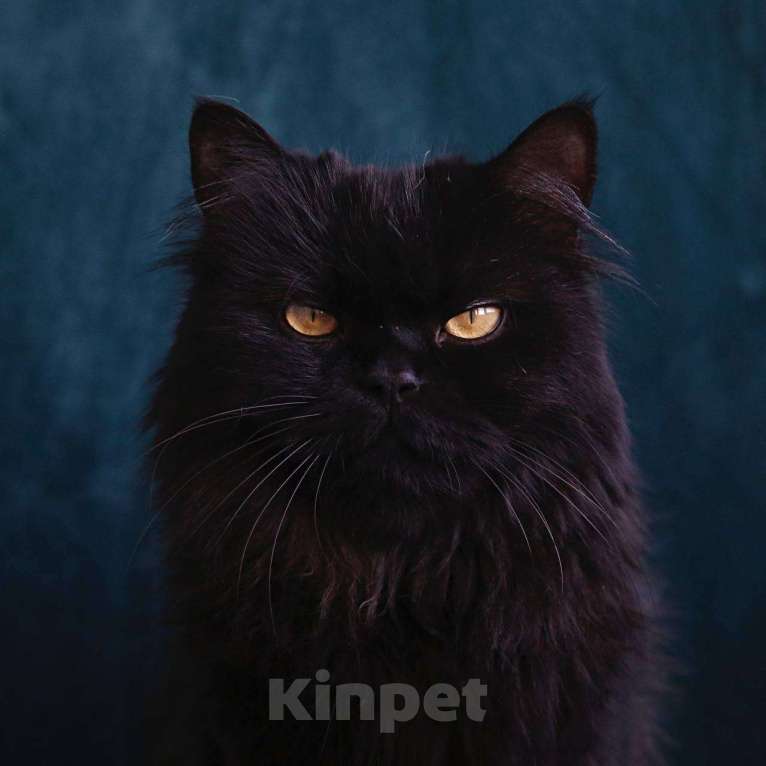 Кошки в Москве: Кот Барон ищет дом Мальчик, Бесплатно - фото 4