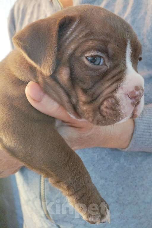 Собаки в других городах Ростовской области: Щенок амбулли  Мальчик, 100 000 руб. - фото 2