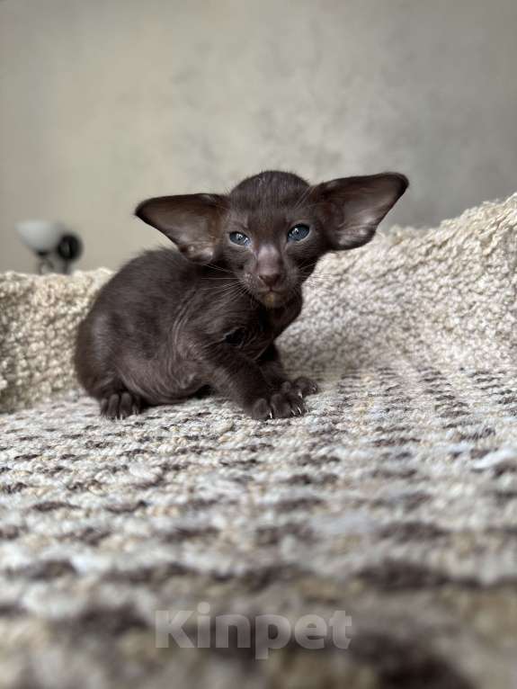 Кошки в Москве: Предлагается к бронированию  Девочка, Бесплатно - фото 2