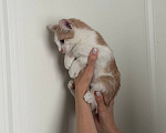 Кошки в Москве: Котенок Мальчик, Бесплатно - фото 4