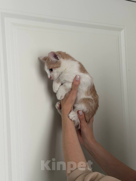 Кошки в Москве: Котенок Мальчик, Бесплатно - фото 4