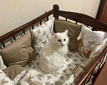 Кошки в Ижевске: Белая потеряшка Девочка, 500 руб. - фото 1
