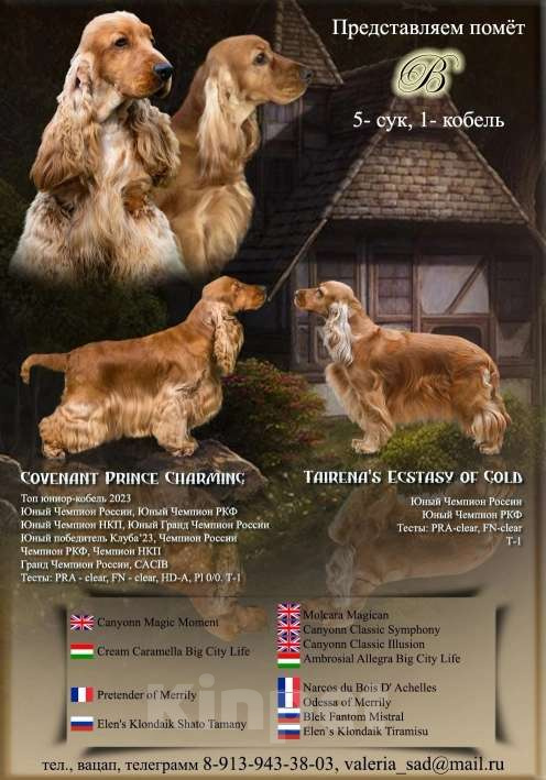 Собаки в Бердске: Щенки английского кокер спаниеля Девочка, Бесплатно - фото 2