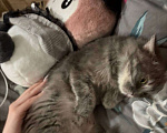 Кошки в Ростове-на-Дону: Добрая и ласковая кошечка Девочка, Бесплатно - фото 4
