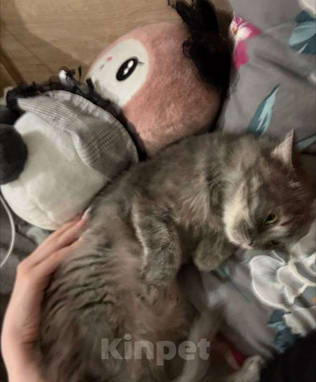 Кошки в Ростове-на-Дону: Добрая и ласковая кошечка Девочка, Бесплатно - фото 4