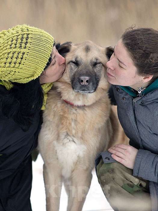 Собаки в Санкт-Петербурге: Ищем дом для дружелюбного пса Грэма Мальчик, 10 руб. - фото 9