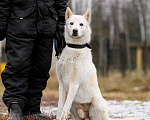 Собаки в Москве: Вайт: северный ветер в поисках дома и любви. Мальчик, Бесплатно - фото 3