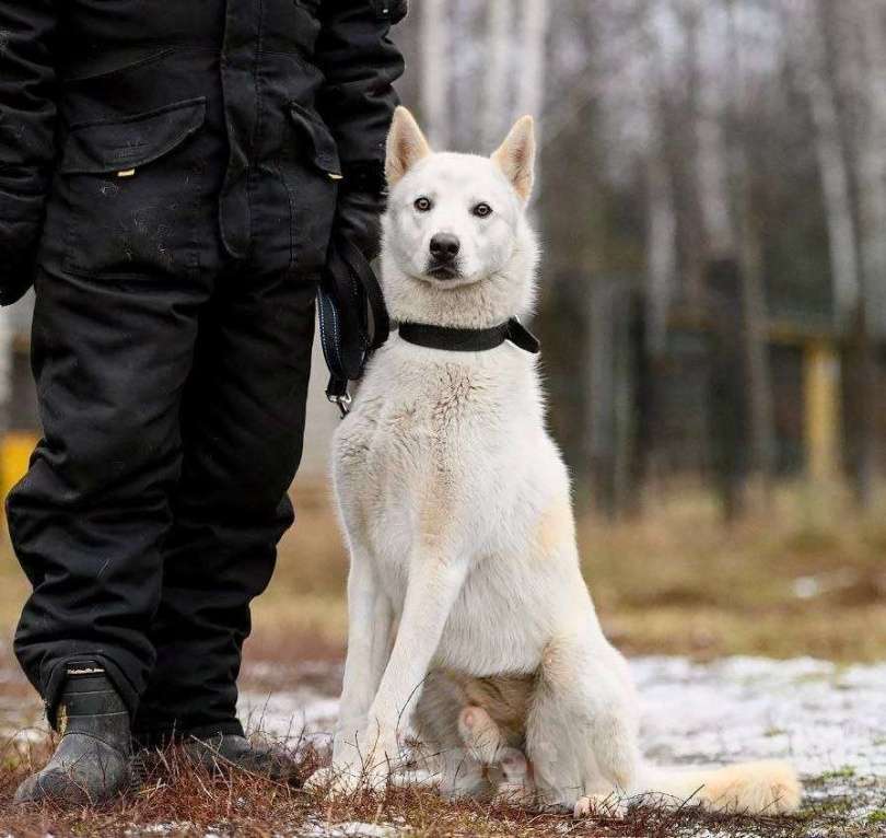 Собаки в Москве: Вайт: северный ветер в поисках дома и любви. Мальчик, Бесплатно - фото 3