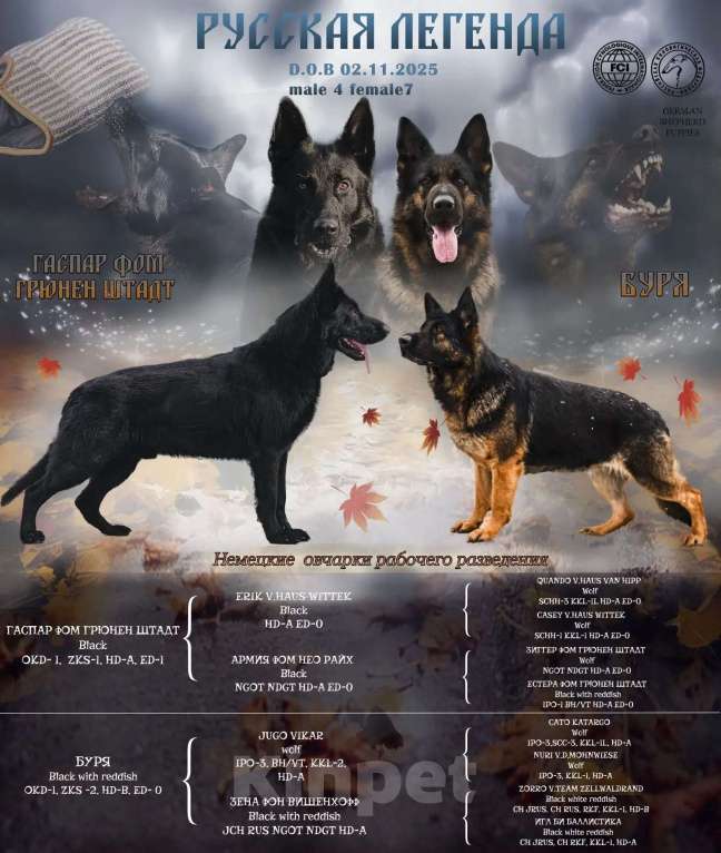 Собаки в других городах Московской области: Собаки щенки немецкой овчарки рабочего разведения Девочка, 80 000 руб. - фото 8