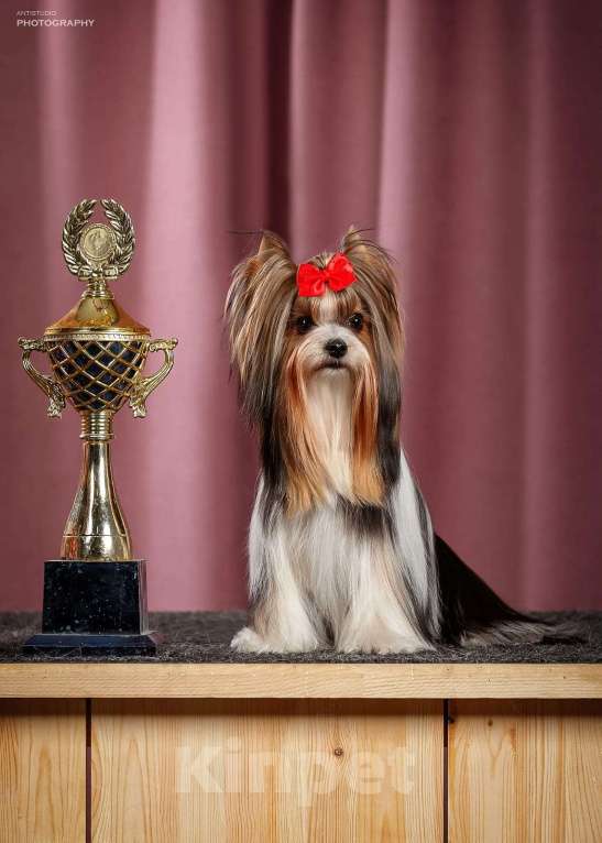 Собаки в Москве: Вязка бивер Мальчик, 5 000 руб. - фото 1