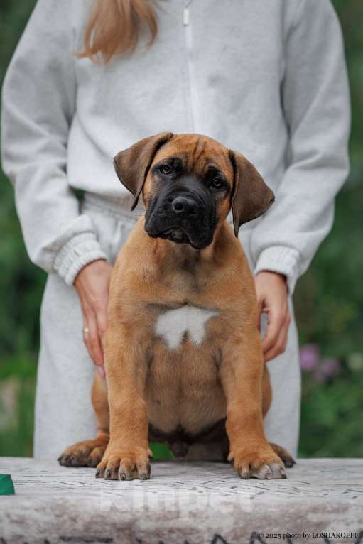 Собаки в Туле: Южноафриканский бурбуль Мальчик, Бесплатно - фото 2