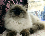 Кошки в Новосибирске: Невские маскарадные котята Девочка, 35 000 руб. - фото 2