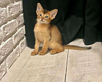 Кошки в Краснодаре: Абиссинская кошка Девочка, 1 руб. - фото 1