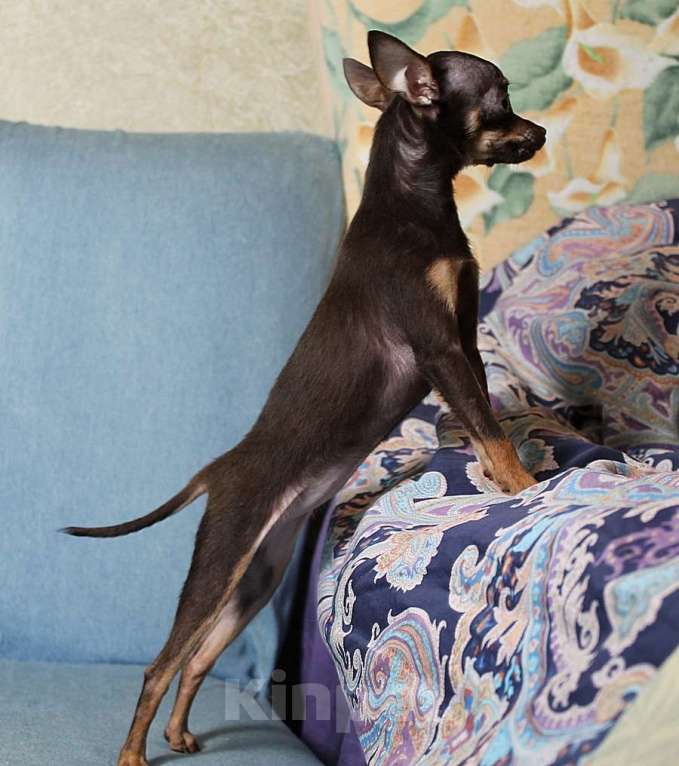 Собаки в Москве: Девочка русский той Девочка, 60 000 руб. - фото 2