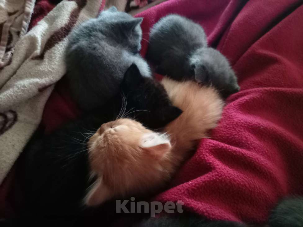 Кошки в Липецке: Отдать котят Девочка, 50 руб. - фото 4