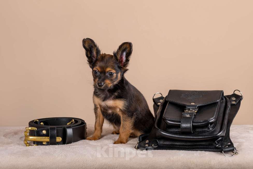 Собаки в Сосновом Бору: Щенок русского тоя длинношерстного Мальчик, Бесплатно - фото 1