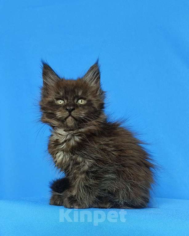 Кошки в Москве: Котёнок Мейн-Кун Мальчик Мальчик, 65 000 руб. - фото 7