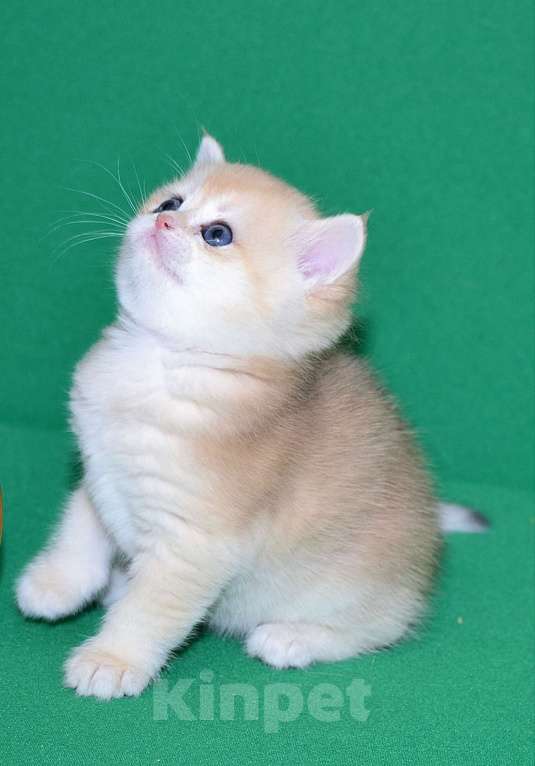 Кошки в Владимире: Британская золотая шиншилла Мальчик, 25 000 руб. - фото 6