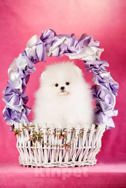 Собаки в Москве: Девочка бело-кремовая Девочка, 105 000 руб. - фото 4