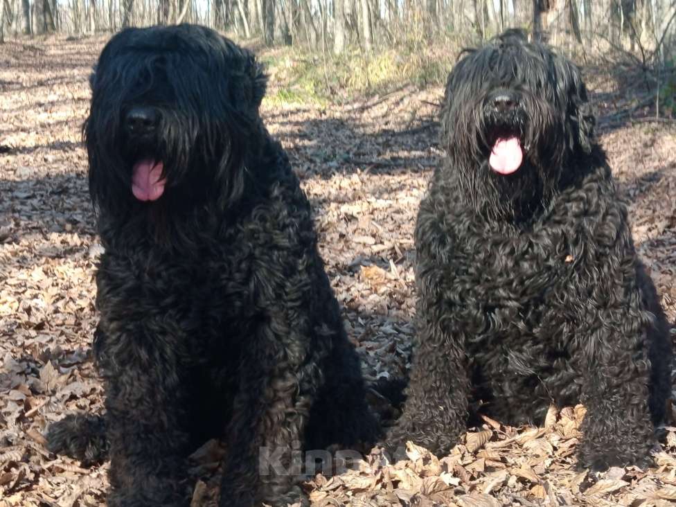 Собаки в Апшеронске: Русский Черный Терьер Вязка  Мальчик, Бесплатно - фото 10