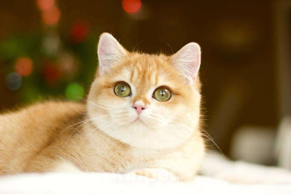 Кошки в Москве: Британский котенок Петунья Девочка, 70 000 руб. - фото 1