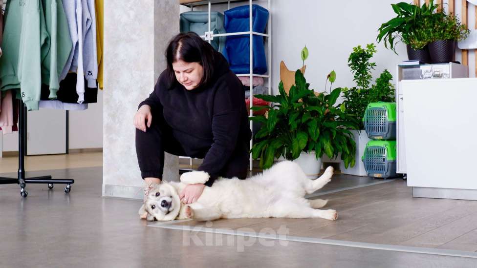 Собаки в Подольске: Очаровательный песик Каспий в добрые руки Мальчик, Бесплатно - фото 4