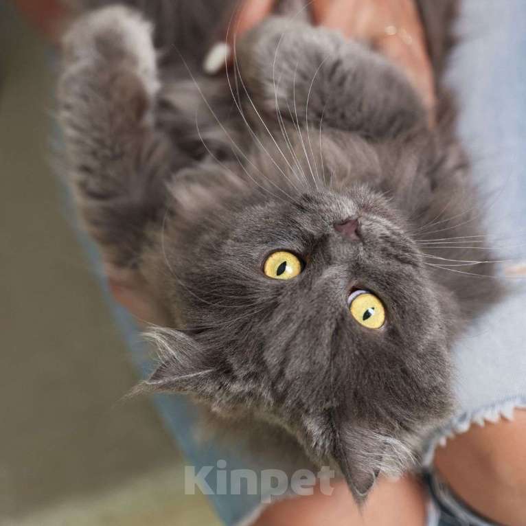 Кошки в Москве: Пушистую Женеву обижают коты, а она не может им противостоять 💔 Ей срочно нужен дом Девочка, Бесплатно - фото 4