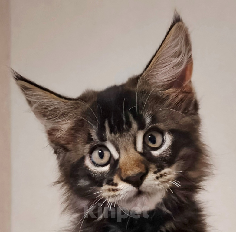 Кошки в Уфе: мейн кун от питомника ЛаскКун Мальчик, 35 000 руб. - фото 1