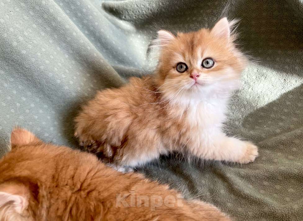 Кошки в Москве: Котики , котята  Мальчик, 30 000 руб. - фото 6