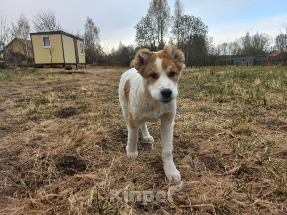 Собаки в Смоленске: Щенки САО (алабай) Девочка, 30 000 руб. - фото 7