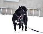 Собаки в Москве: Собака из приюта ждет семью Мальчик, Бесплатно - фото 7