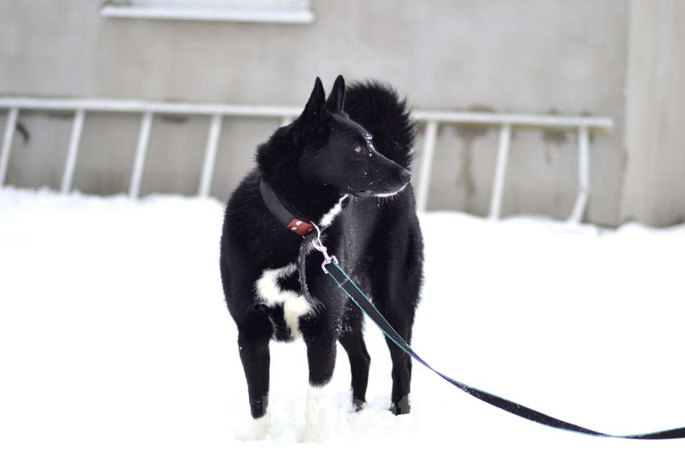 Собаки в Москве: Собака из приюта ждет семью Мальчик, Бесплатно - фото 7
