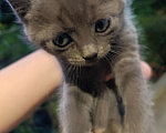 Кошки в Аксае: Котята в добрые руки Мальчик, Бесплатно - фото 1