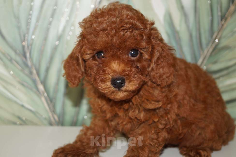 Собаки в Москве: Щенки пуделя- РКФ Мальчик, 65 000 руб. - фото 1