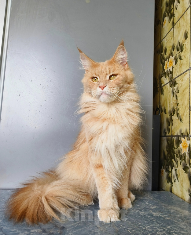 Кошки в Москве: Котёнок Мейн-кун Девочка Девочка, 30 000 руб. - фото 7