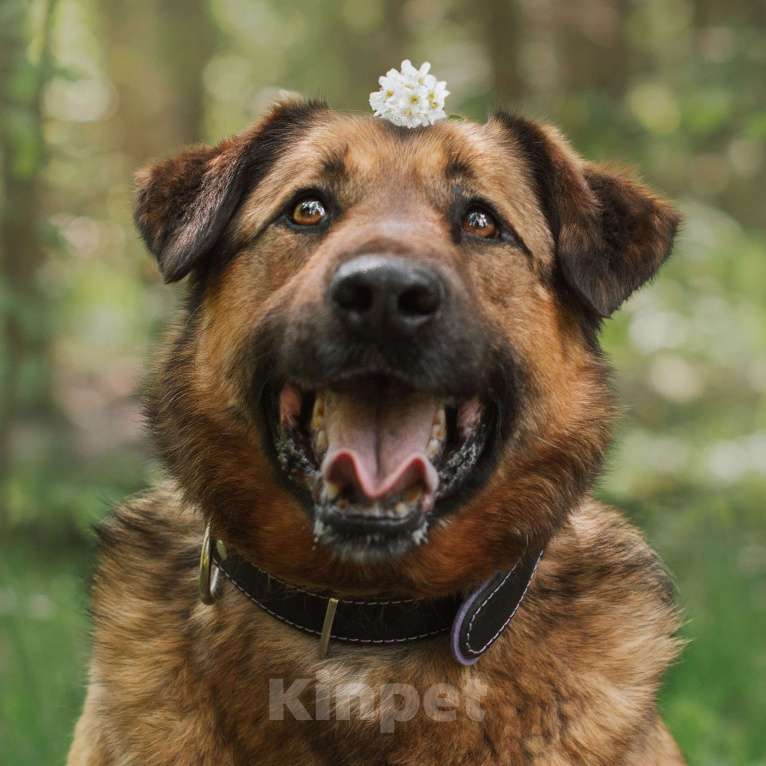 Собаки в Москве: Питер Мальчик, Бесплатно - фото 4