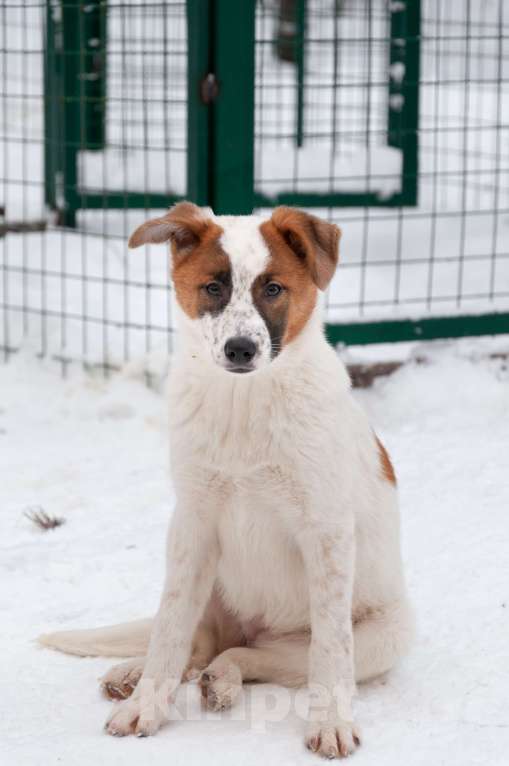 Собаки в Ногинске: Малышка Анни ждет свою семью в приюте Девочка, Бесплатно - фото 1