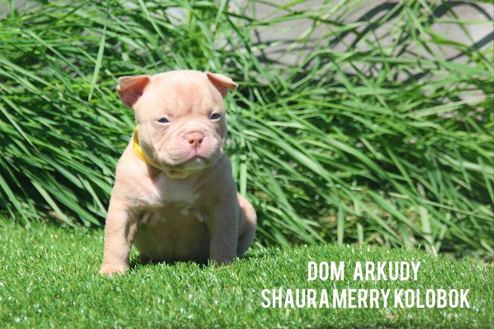 Собаки в Саратове: Очаровательнвя булочка Девочка, 100 000 руб. - фото 7