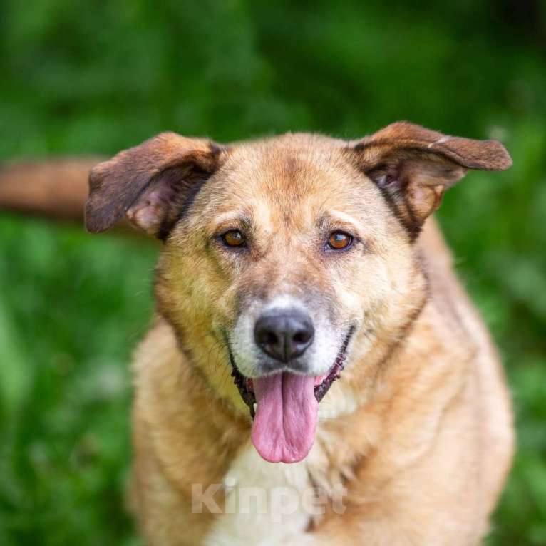 Собаки в других городах Московской области: Буся - путешественница Девочка, 1 руб. - фото 2