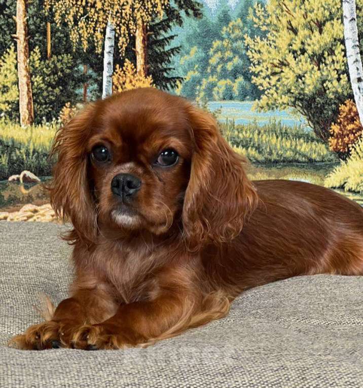 Собаки в Иваново: Очаровательная девочка Девочка, Бесплатно - фото 10